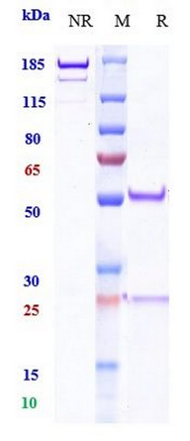 PD-1 (CD279) (Ezabenlimab Biosimilar) Antibody in SDS-PAGE (SDS-PAGE)