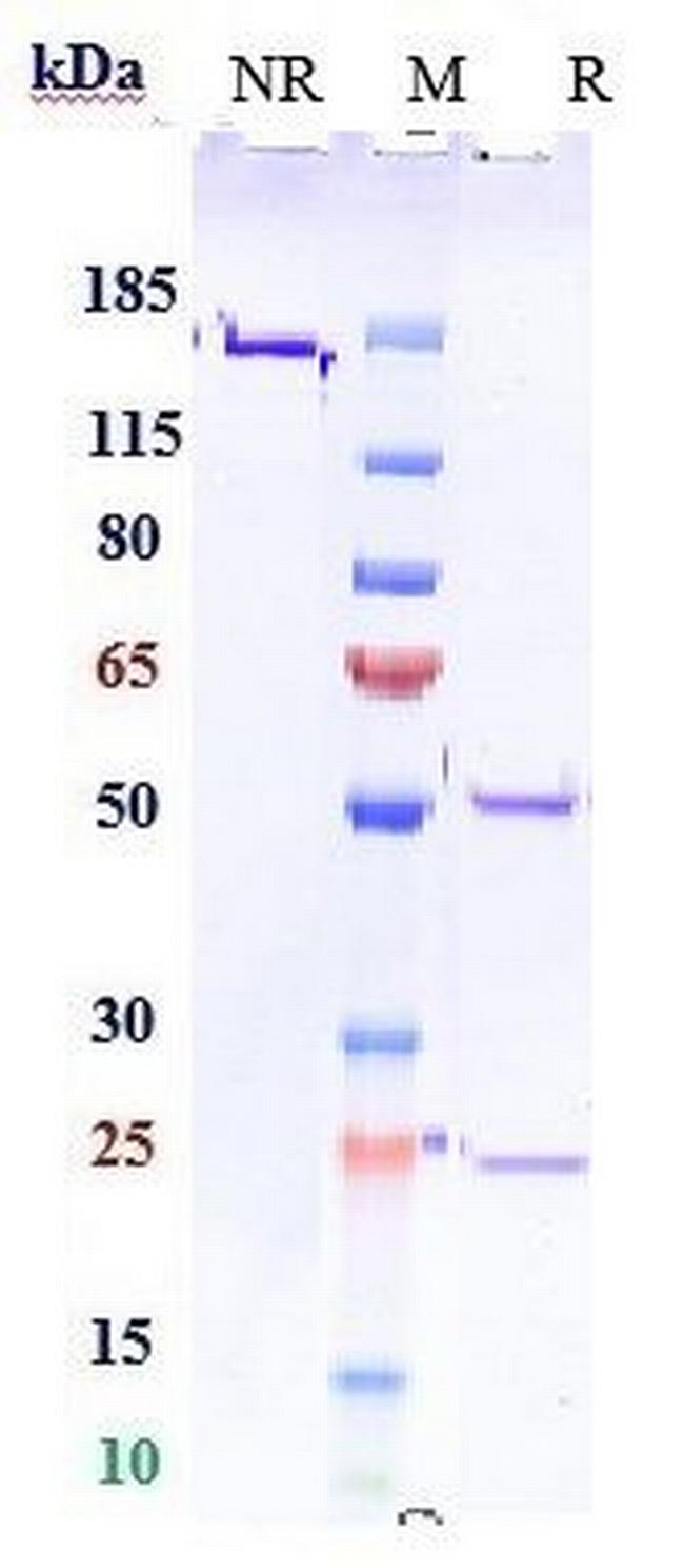PD-1 (CD279) (Sasanlimab Biosimilar) Antibody in SDS-PAGE (SDS-PAGE)
