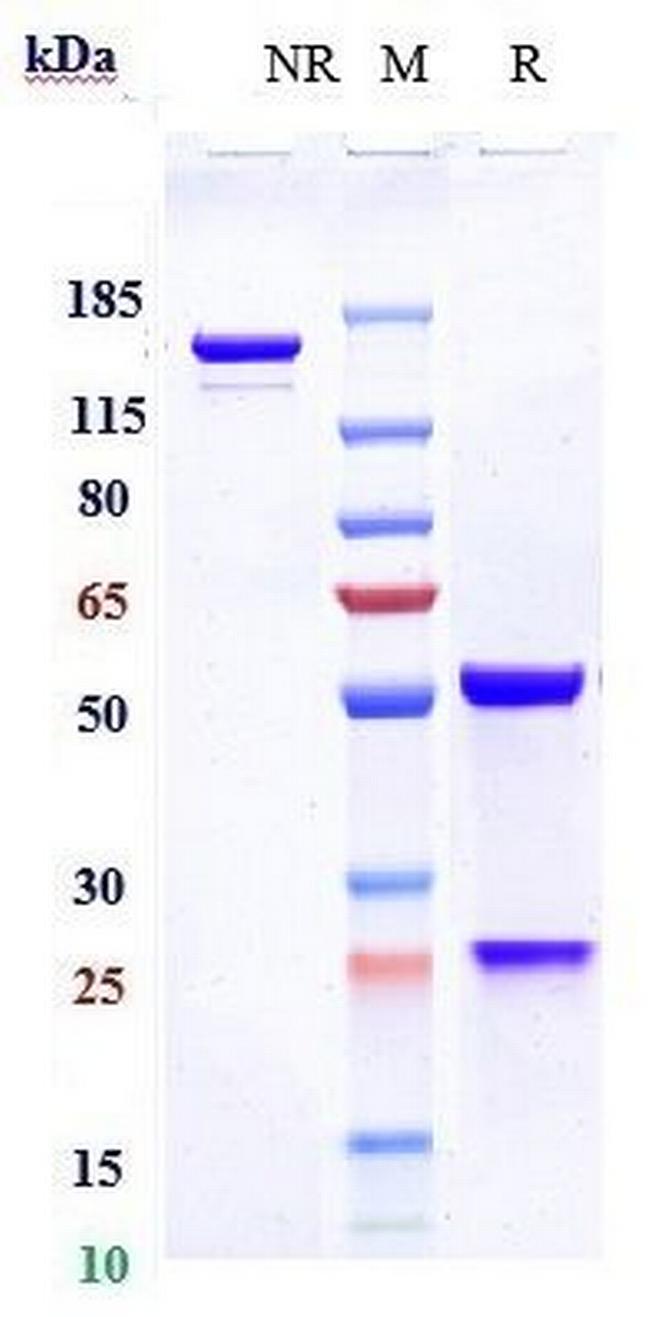 OX40 (CD134) (Revdofilimab Biosimilar) Antibody in SDS-PAGE (SDS-PAGE)