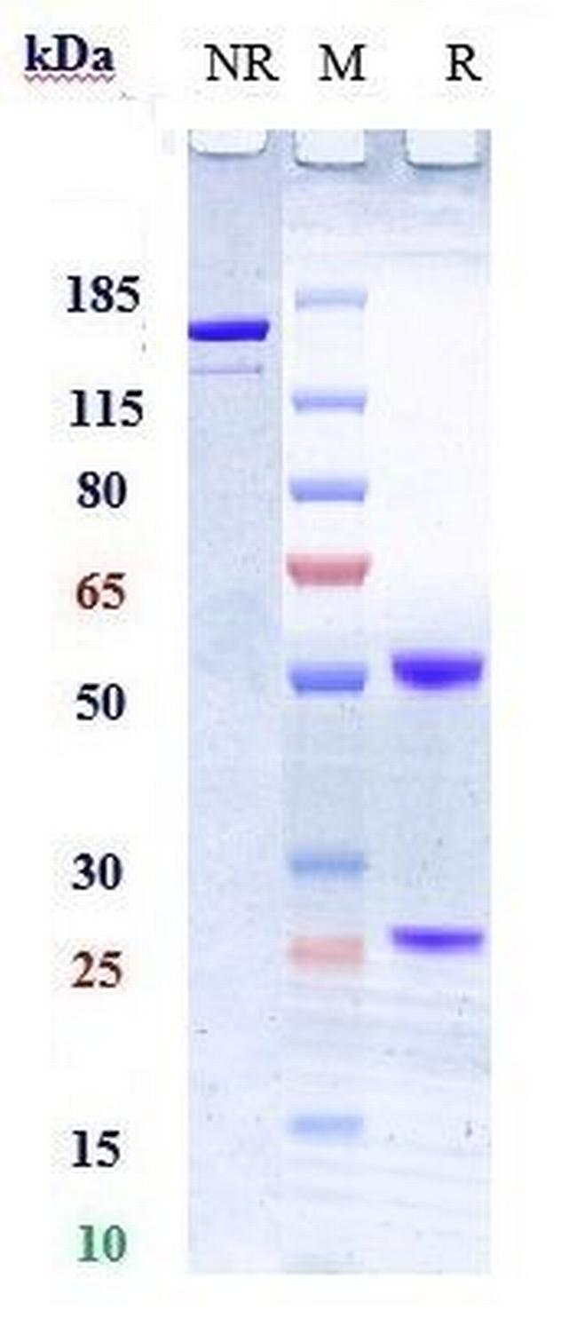 TWEAK Humanized Biosimilar Antibody in SDS-PAGE (SDS-PAGE)