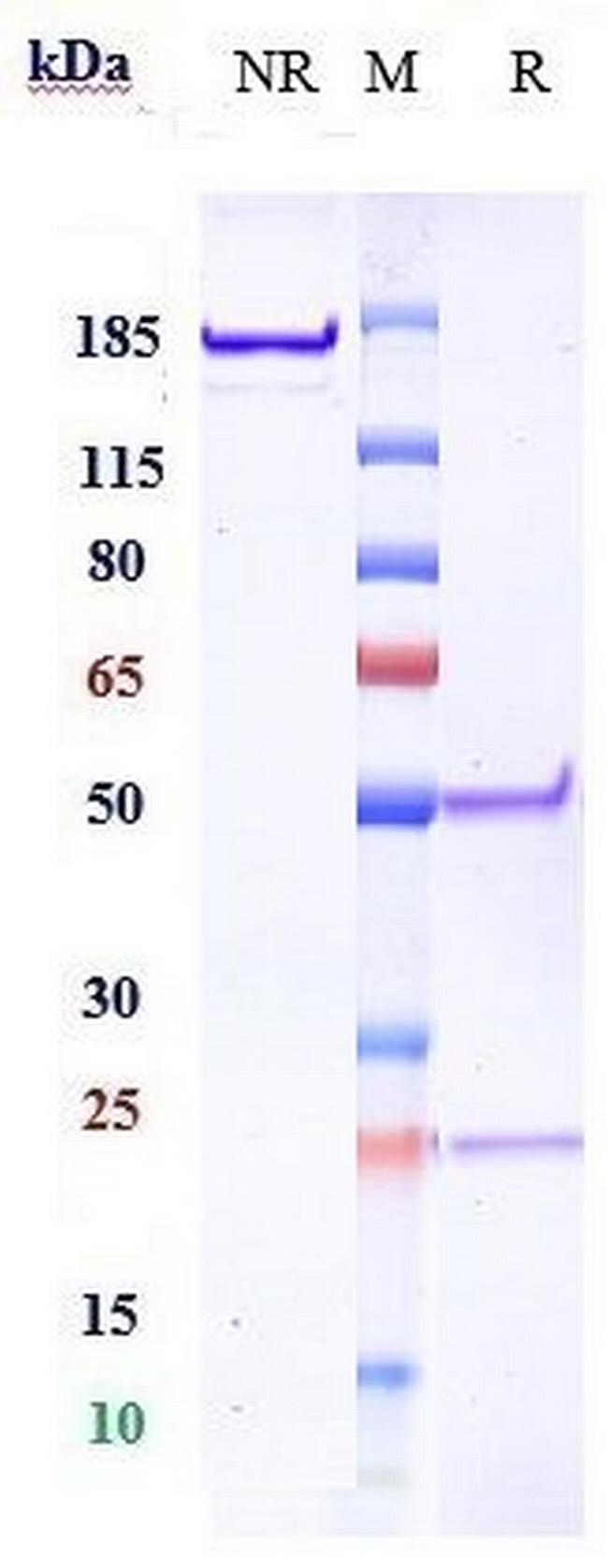 IGF1R (CD221) (Robatumumab Biosimilar) Antibody in SDS-PAGE (SDS-PAGE)