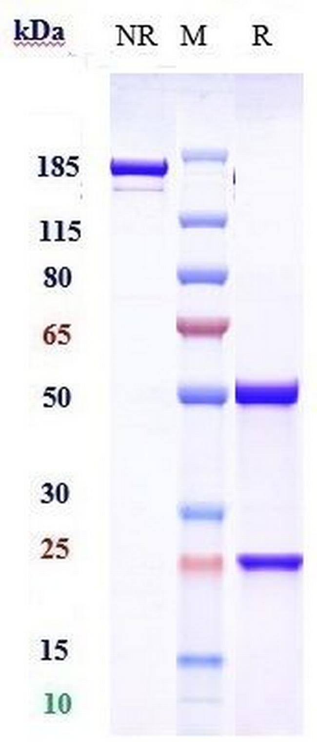 Bavituximab Chimeric Antibody in SDS-PAGE (SDS-PAGE)