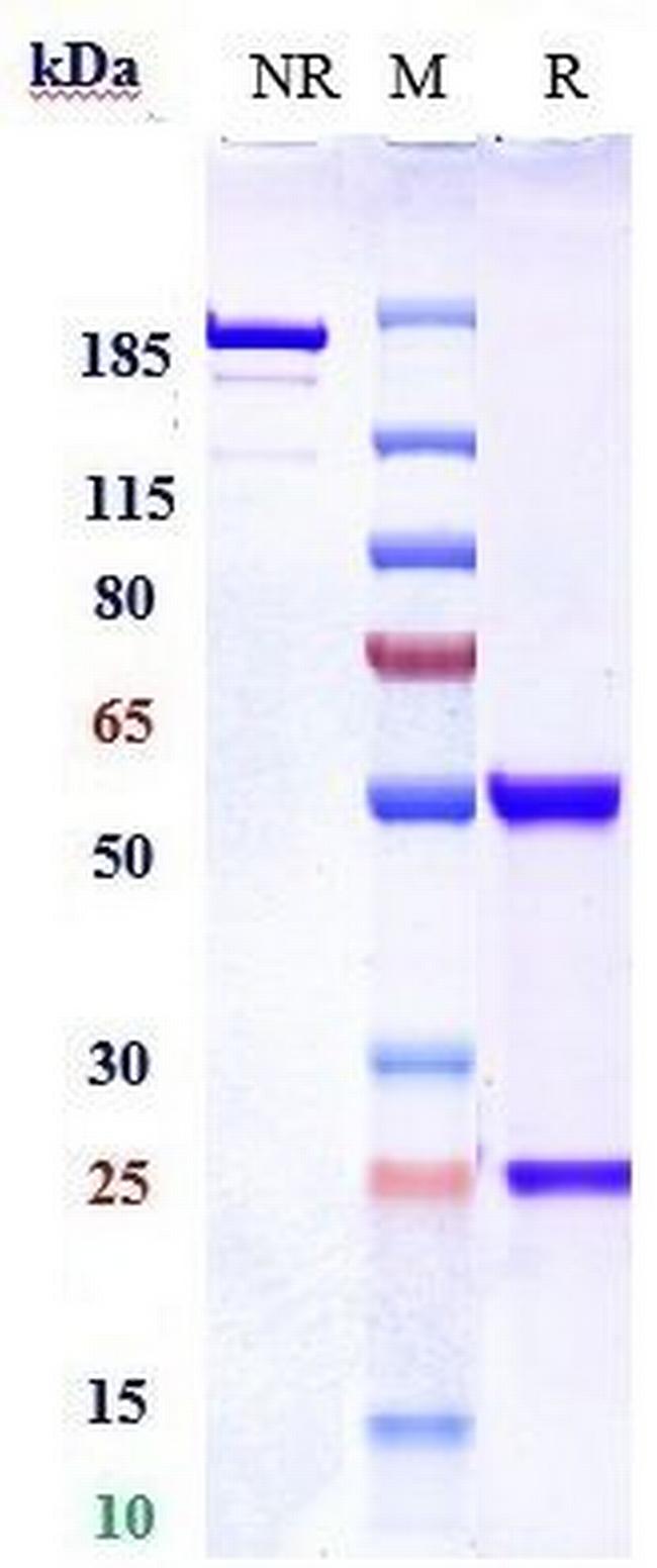 Nogo-A Biosimilar Antibody in SDS-PAGE (SDS-PAGE)