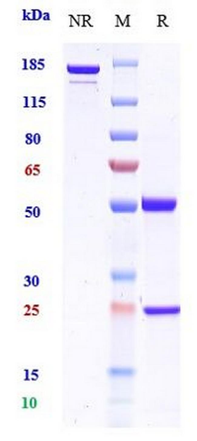BST-2 (CD317) (Biosimilar) Antibody in SDS-PAGE (SDS-PAGE)