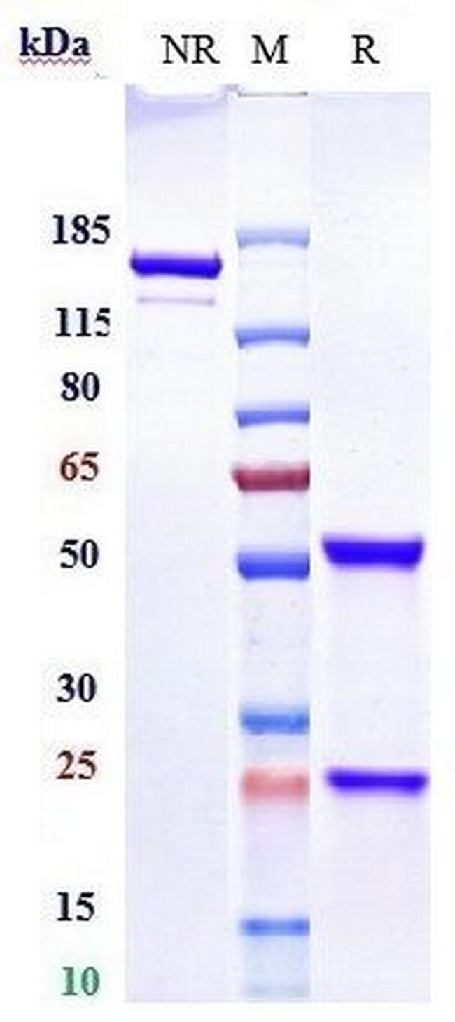 CD22 (Epratuzumab Biosimilar) Antibody in SDS-PAGE (SDS-PAGE)