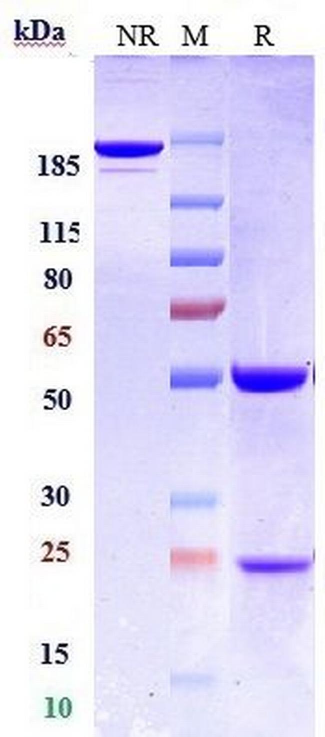 CD22 (Biosimilar) Antibody in SDS-PAGE (SDS-PAGE)