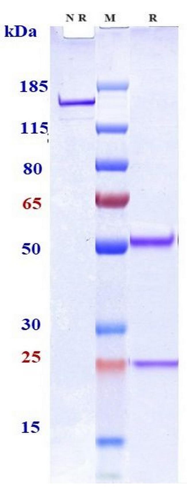 Coltuximab Humanized Antibody in SDS-PAGE (SDS-PAGE)