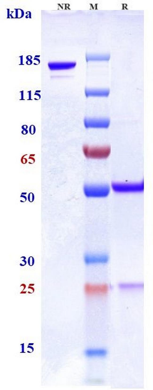 CRACC (CD319) (Azintuxizumab Biosimilar) Antibody in SDS-PAGE (SDS-PAGE)