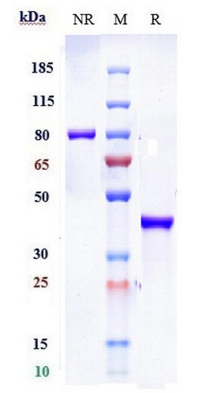 SLC2A8 Biosimilar Antibody in SDS-PAGE (SDS-PAGE)