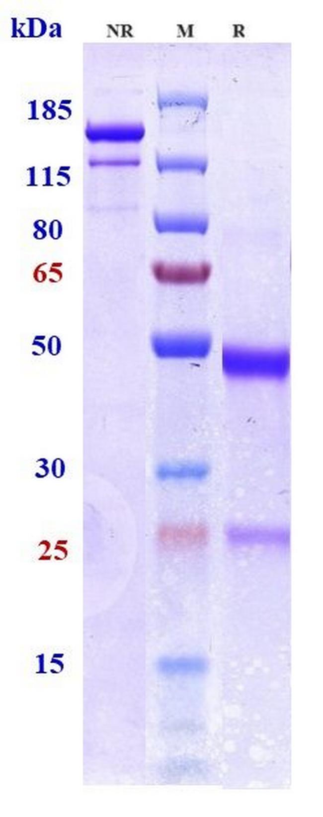 Bepranemab Humanized Antibody in SDS-PAGE (SDS-PAGE)
