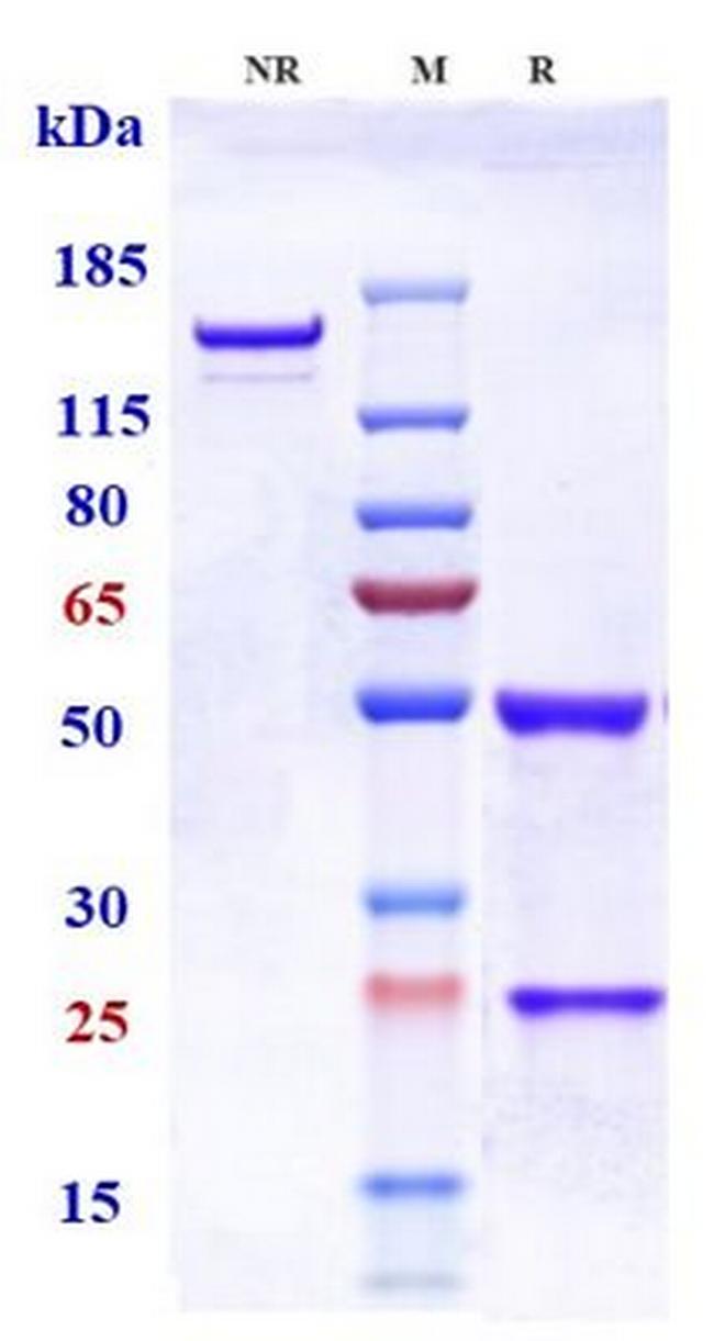OX40 (CD134) (Telazorlimab Biosimilar) Antibody in SDS-PAGE (SDS-PAGE)