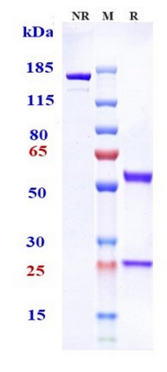 Tenascin C (Tenatumomab Biosimilar) Antibody in SDS-PAGE (SDS-PAGE)
