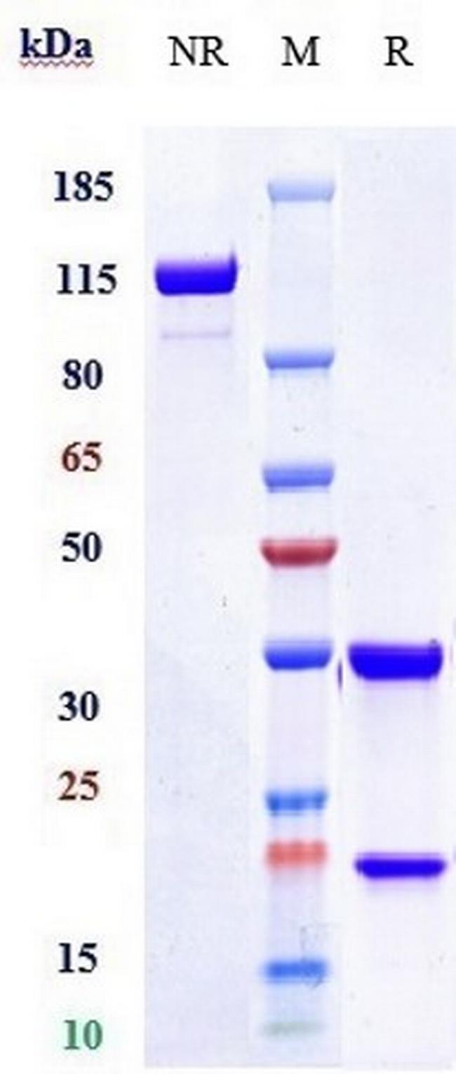 TFPI (Marstacimab Biosimilar) Antibody in SDS-PAGE (SDS-PAGE)