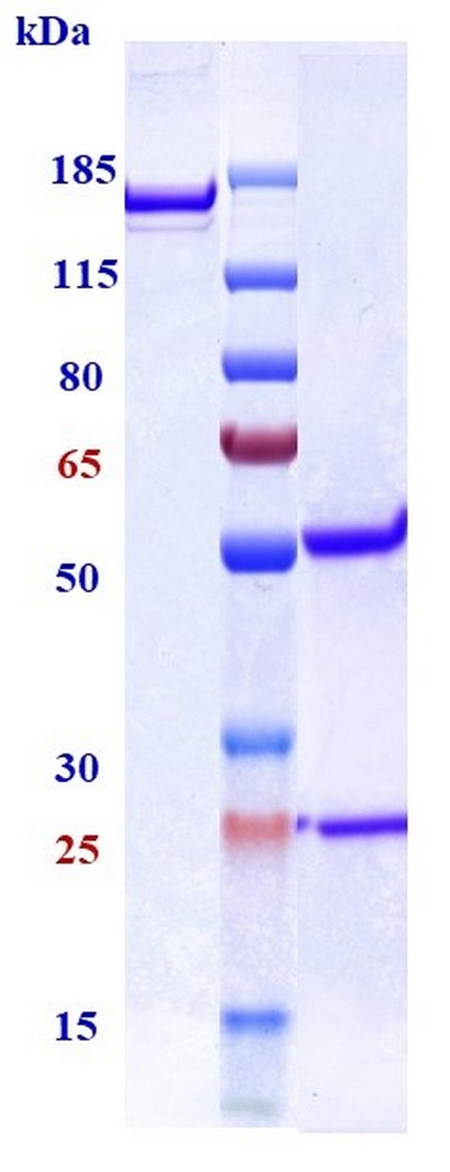 TGF beta-1 (Biosimilar) Antibody in SDS-PAGE (SDS-PAGE)