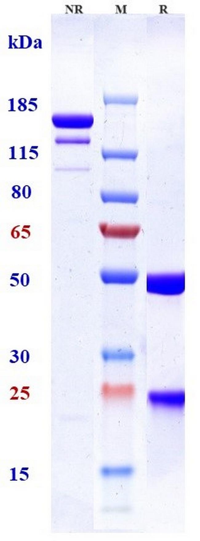 Tesidolumab Antibody in SDS-PAGE (SDS-PAGE)