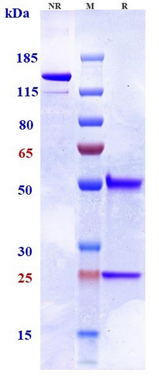 TRAIL-R2 (DR5) (Tilogotamab Biosimilar) Antibody in SDS-PAGE (SDS-PAGE)