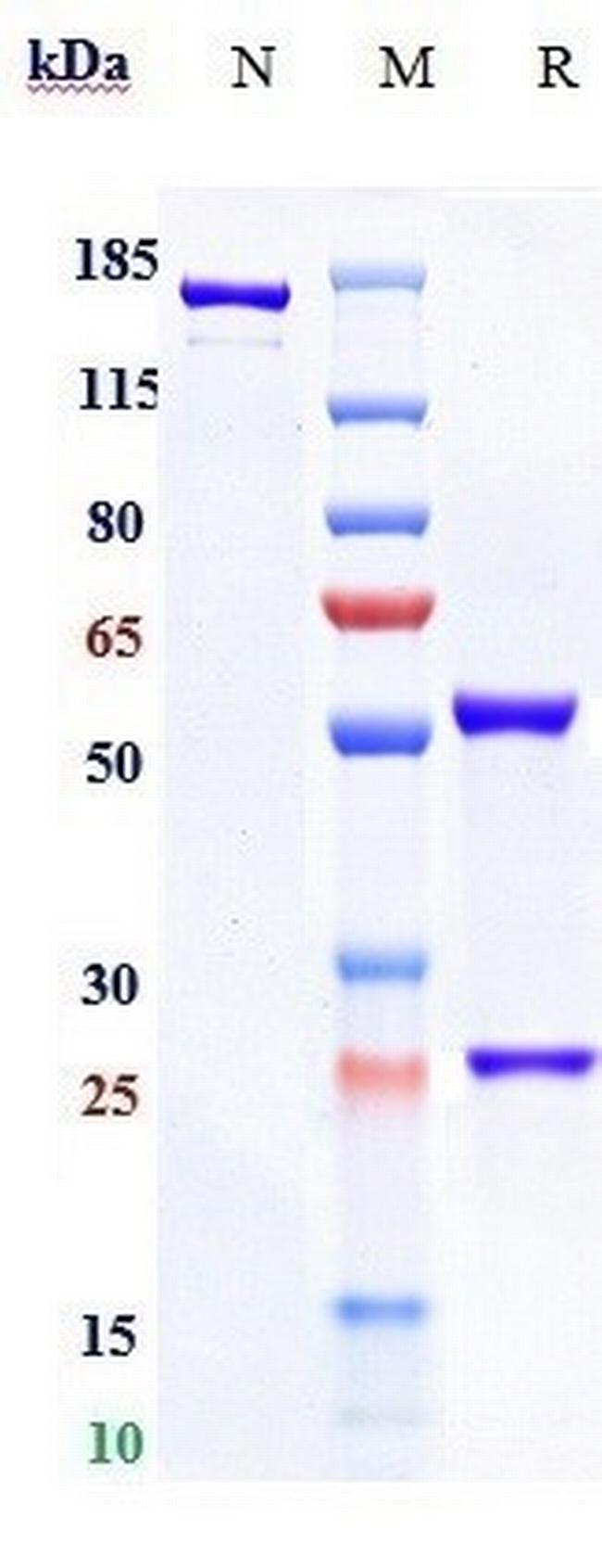 GPIP137 Biosimilar Antibody in SDS-PAGE (SDS-PAGE)