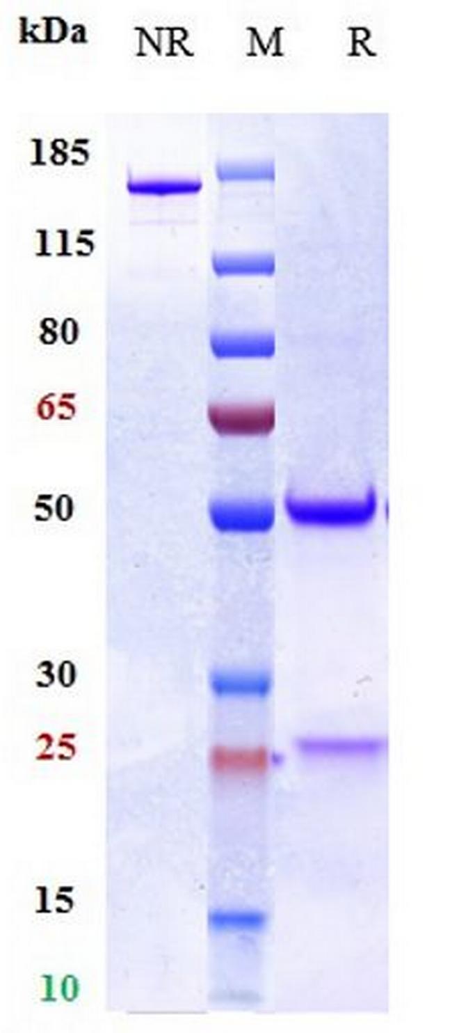 IL-33 (Torudokimab Biosimilar) Antibody in SDS-PAGE (SDS-PAGE)