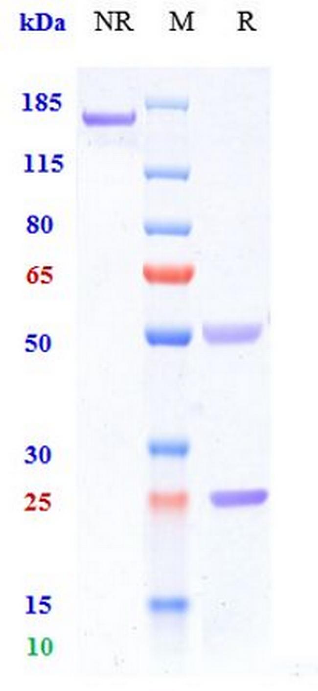 CD40 (Iscalimab Biosimilar) Antibody in SDS-PAGE (SDS-PAGE)