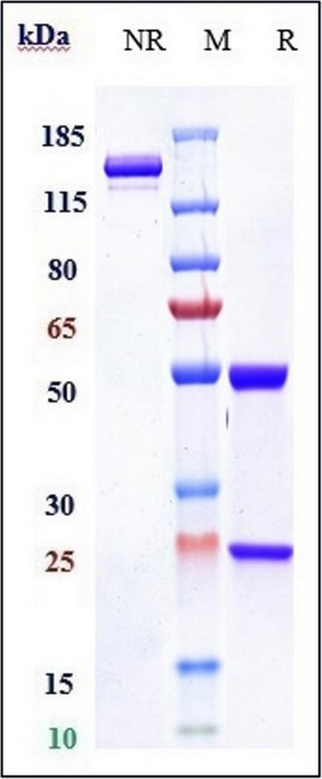Lucatumumab Antibody in SDS-PAGE (SDS-PAGE)