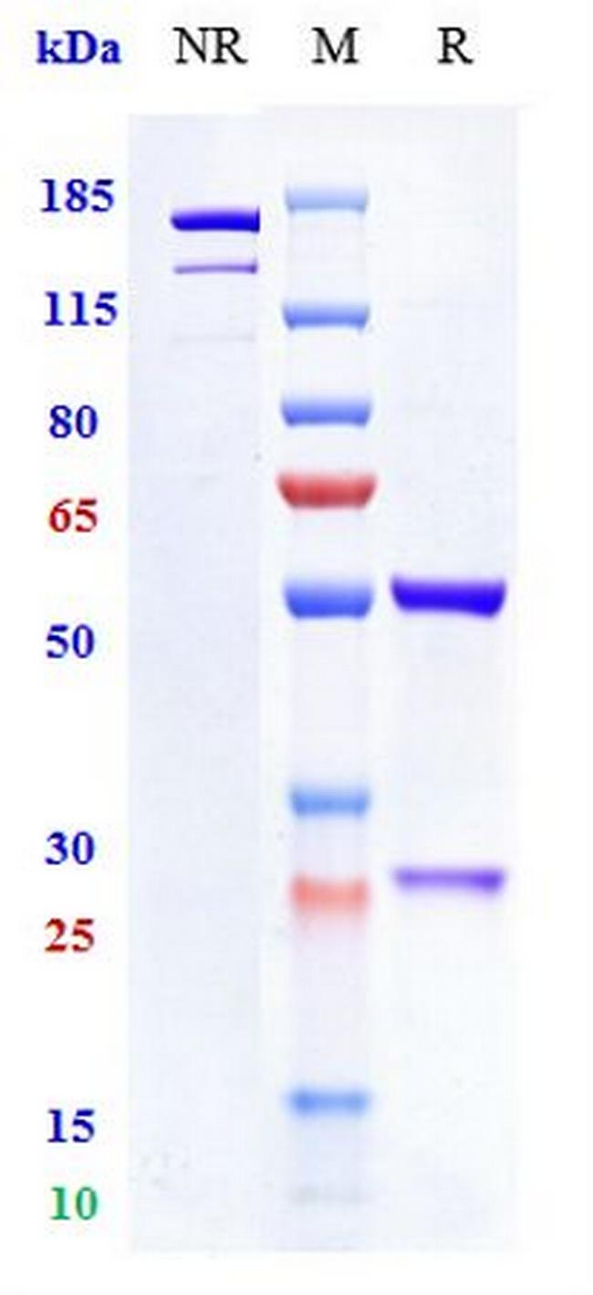 CD40 (Mitazalimab Biosimilar) Antibody in SDS-PAGE (SDS-PAGE)
