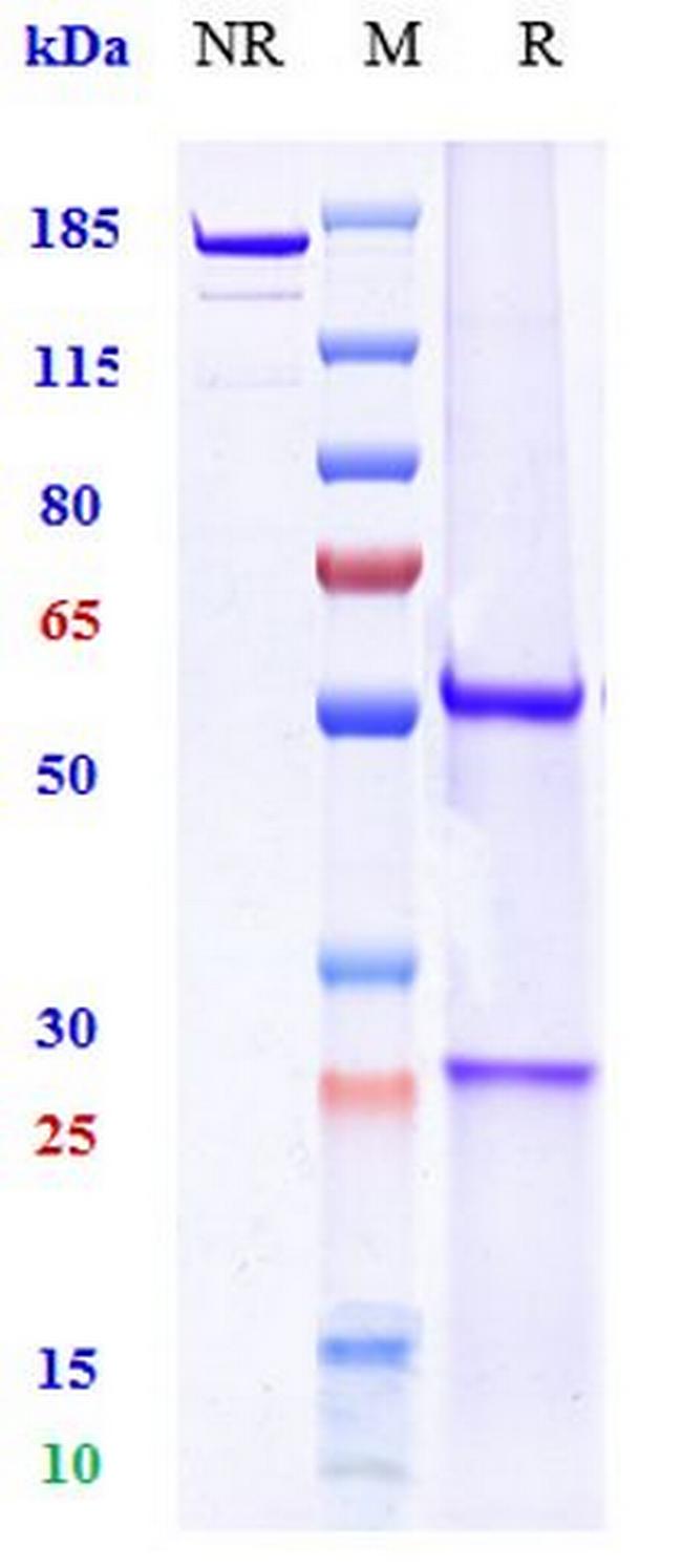 CD40 (Ravagalimab Biosimilar) Antibody in SDS-PAGE (SDS-PAGE)