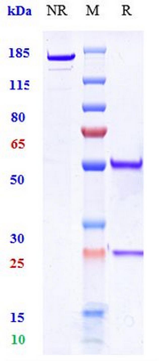 TM7SF4 Biosimilar Antibody in SDS-PAGE (SDS-PAGE)