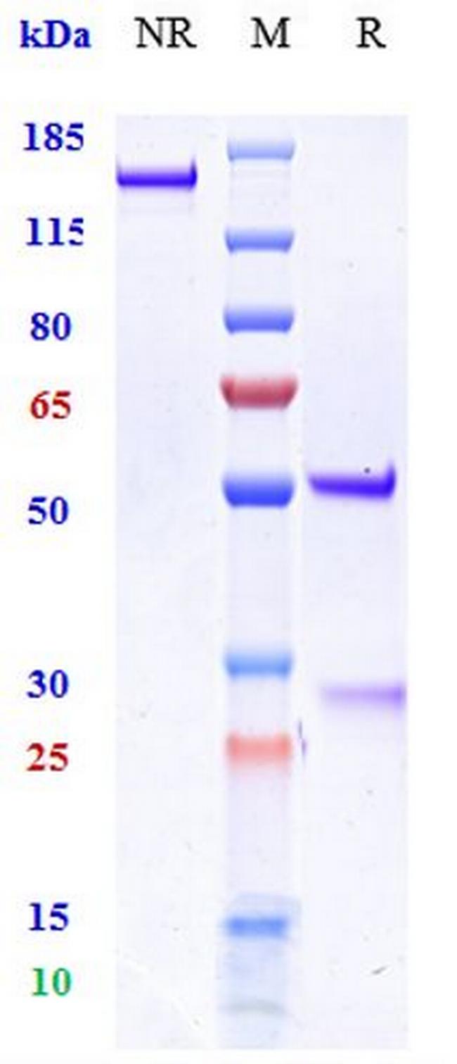 MICB (Biosimilar) Antibody in SDS-PAGE (SDS-PAGE)