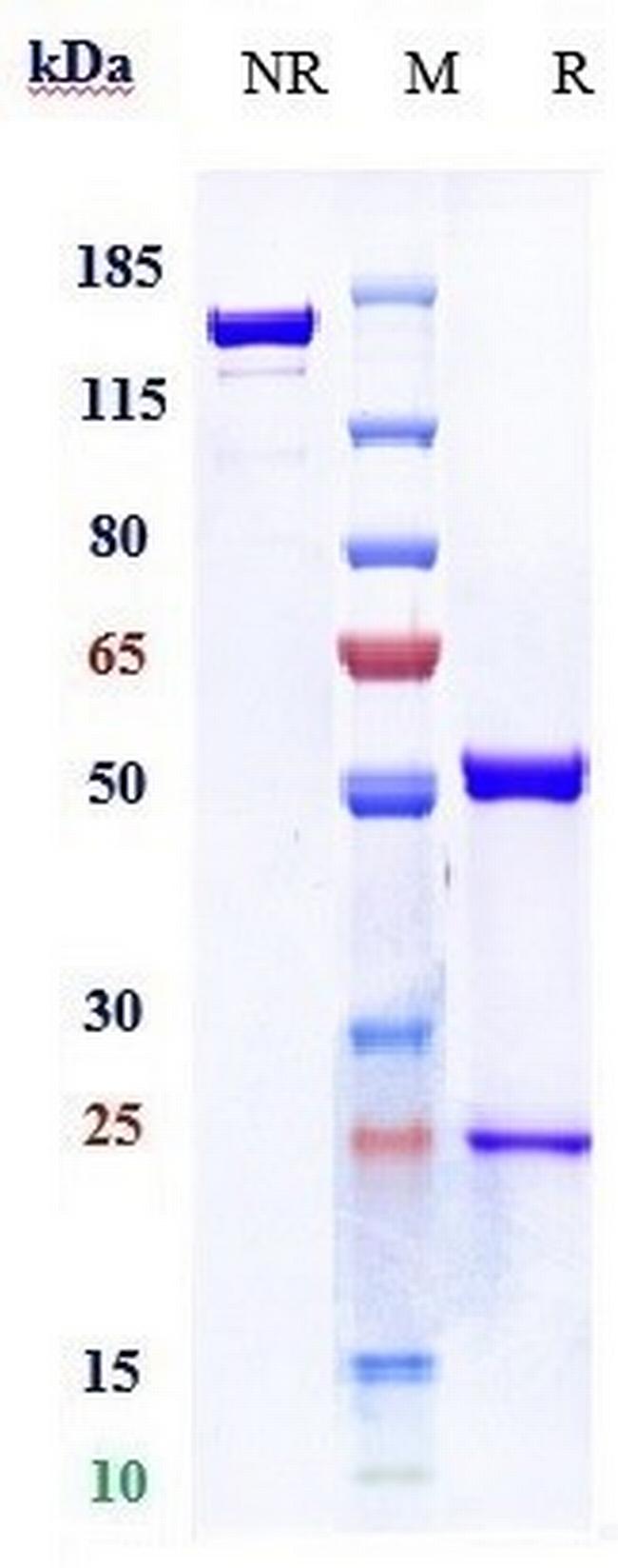 BAFF (BLyS) (Tabalumab Biosimilar) Antibody in SDS-PAGE (SDS-PAGE)