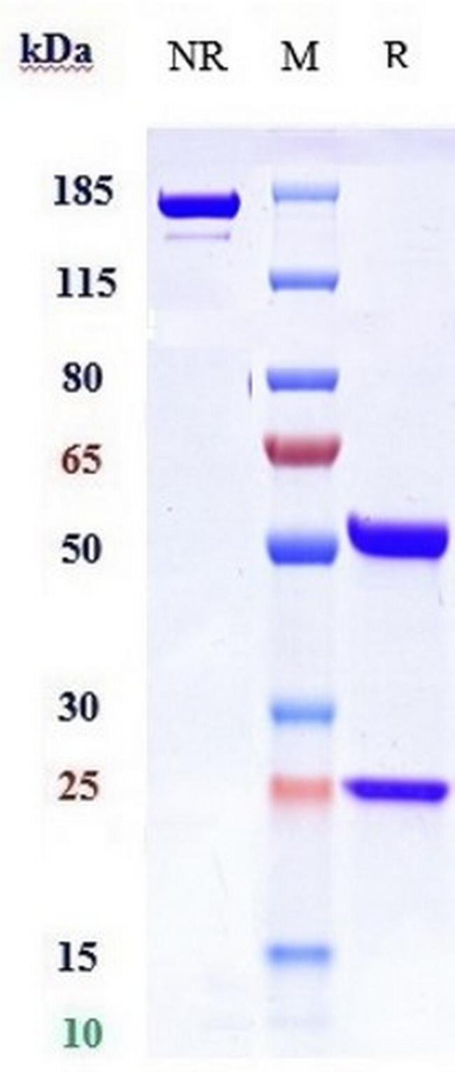 Vedolizumab Humanized Antibody in SDS-PAGE (SDS-PAGE)