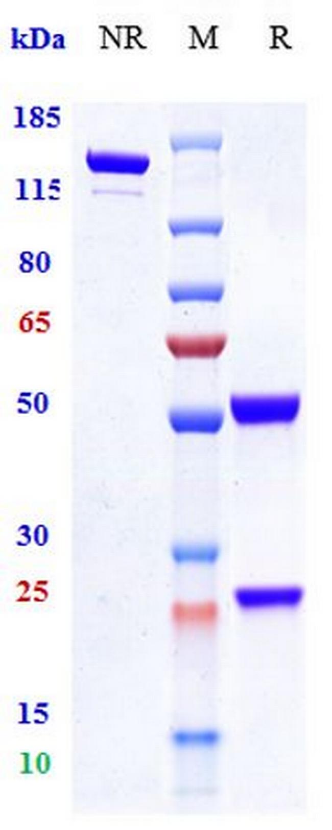 CD154 (CD40 Ligand) (Ruplizumab Biosimilar) Antibody in SDS-PAGE (SDS-PAGE)