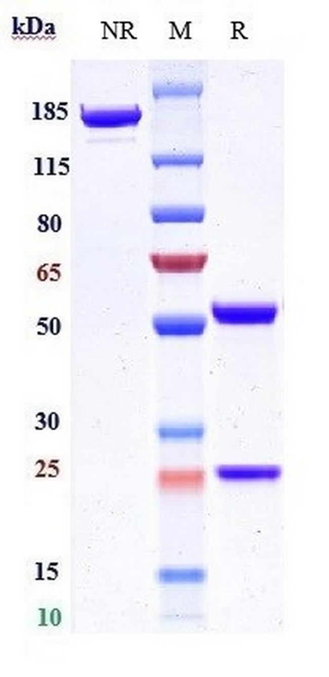 Volociximab Chimeric Antibody in SDS-PAGE (SDS-PAGE)