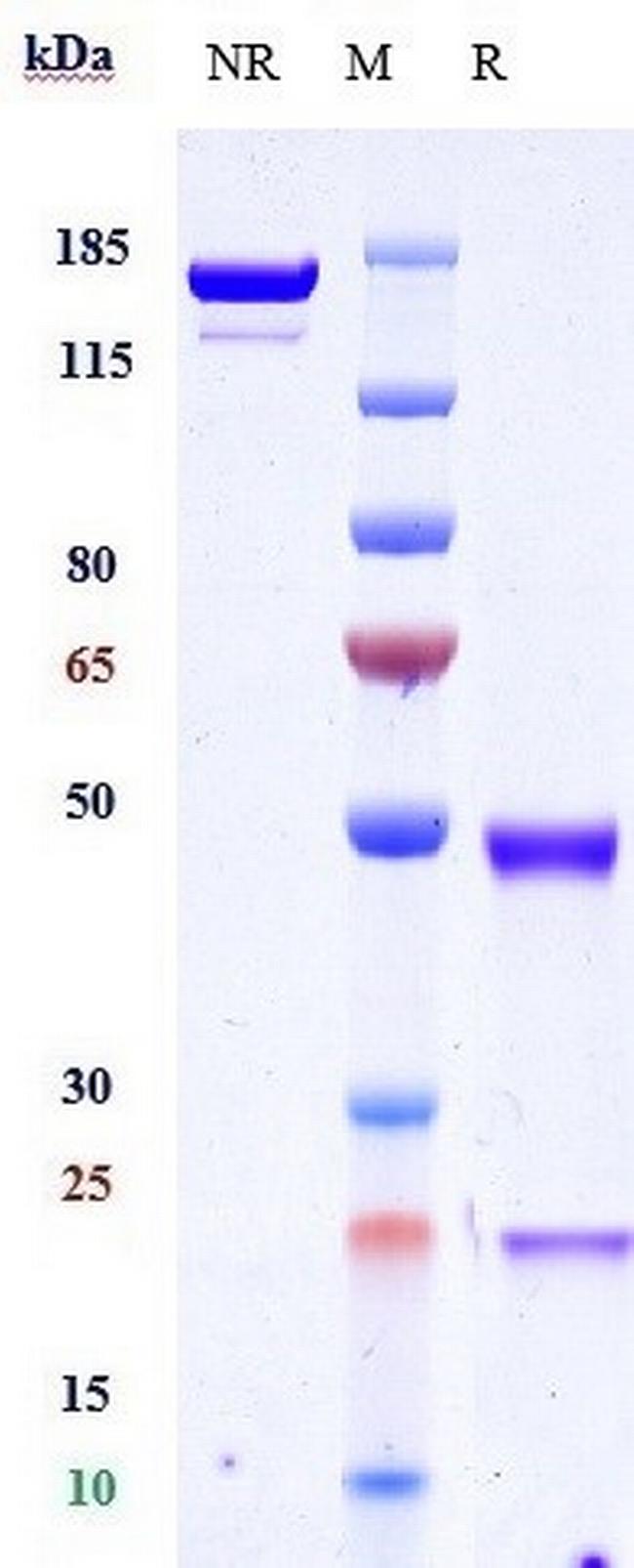 OX40 (CD134) (Vonlerizumab Biosimilar) Antibody in SDS-PAGE (SDS-PAGE)