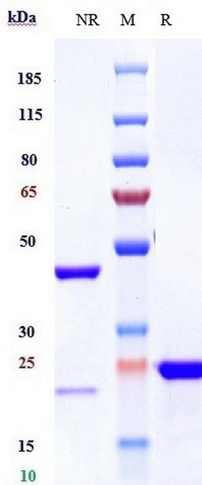 VEGF (Biosimilar) Antibody in SDS-PAGE (SDS-PAGE)