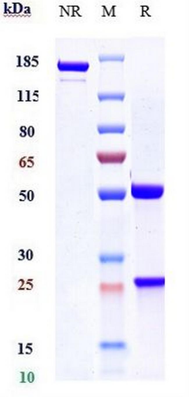VEGF (Biosimilar) Antibody in SDS-PAGE (SDS-PAGE)