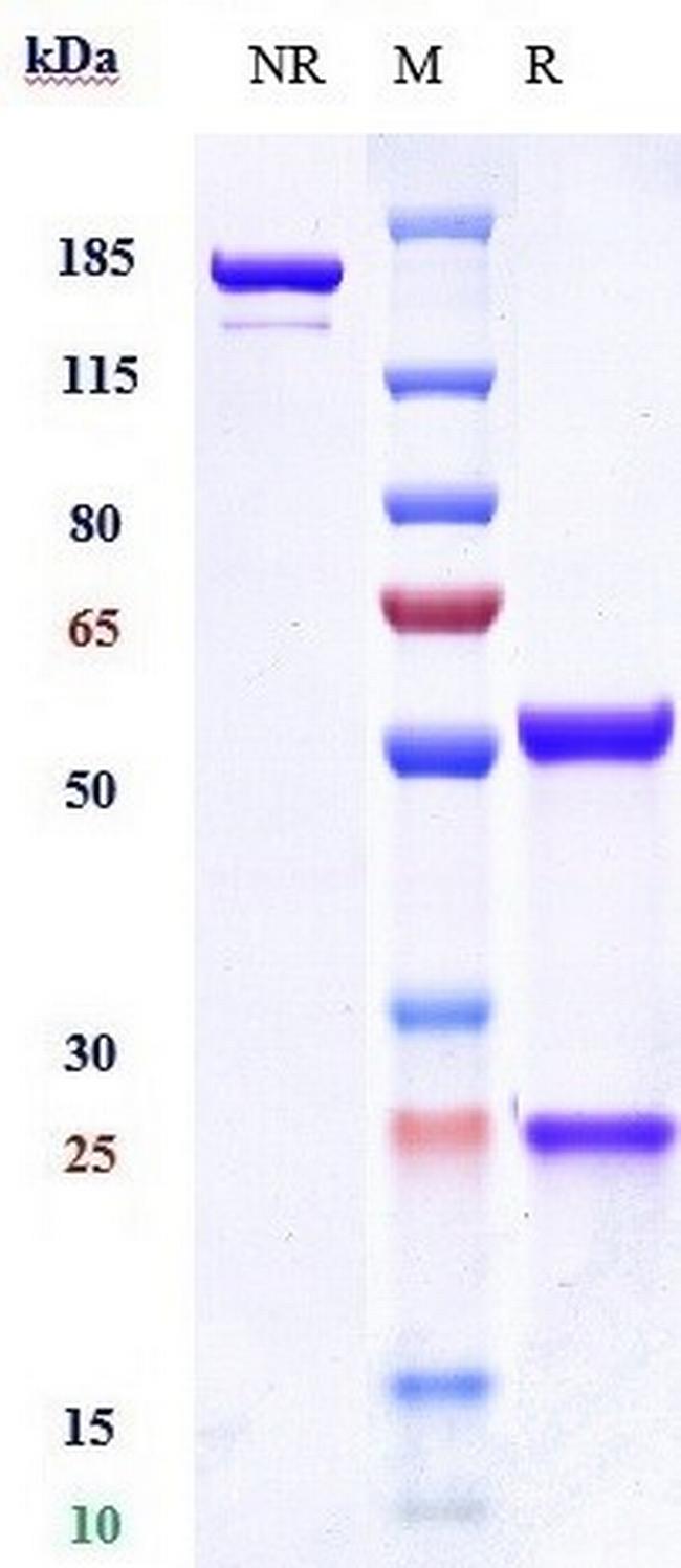 VEGF Receptor 3 (Biosimilar) Antibody in SDS-PAGE (SDS-PAGE)