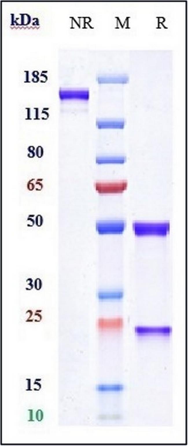 B4GALNT1 (Naxitamab Biosimilar) Antibody in SDS-PAGE (SDS-PAGE)