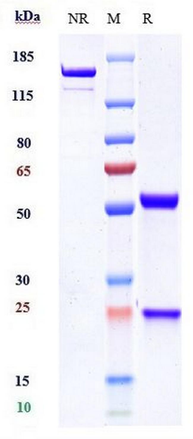 SIRP alpha (CD172a) (Biosimilar) Antibody in SDS-PAGE (SDS-PAGE)