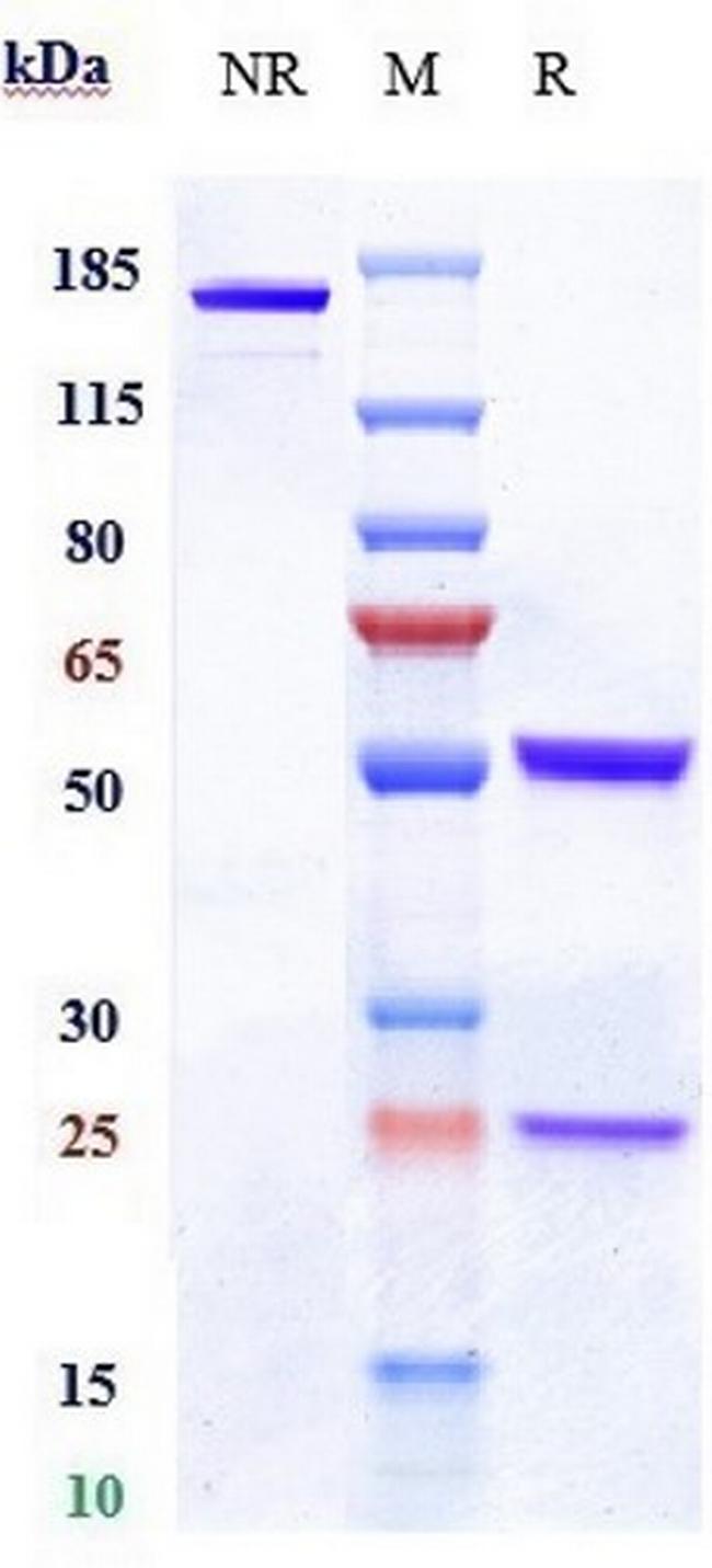 Claudin 6 (Biosimilar) Antibody in SDS-PAGE (SDS-PAGE)