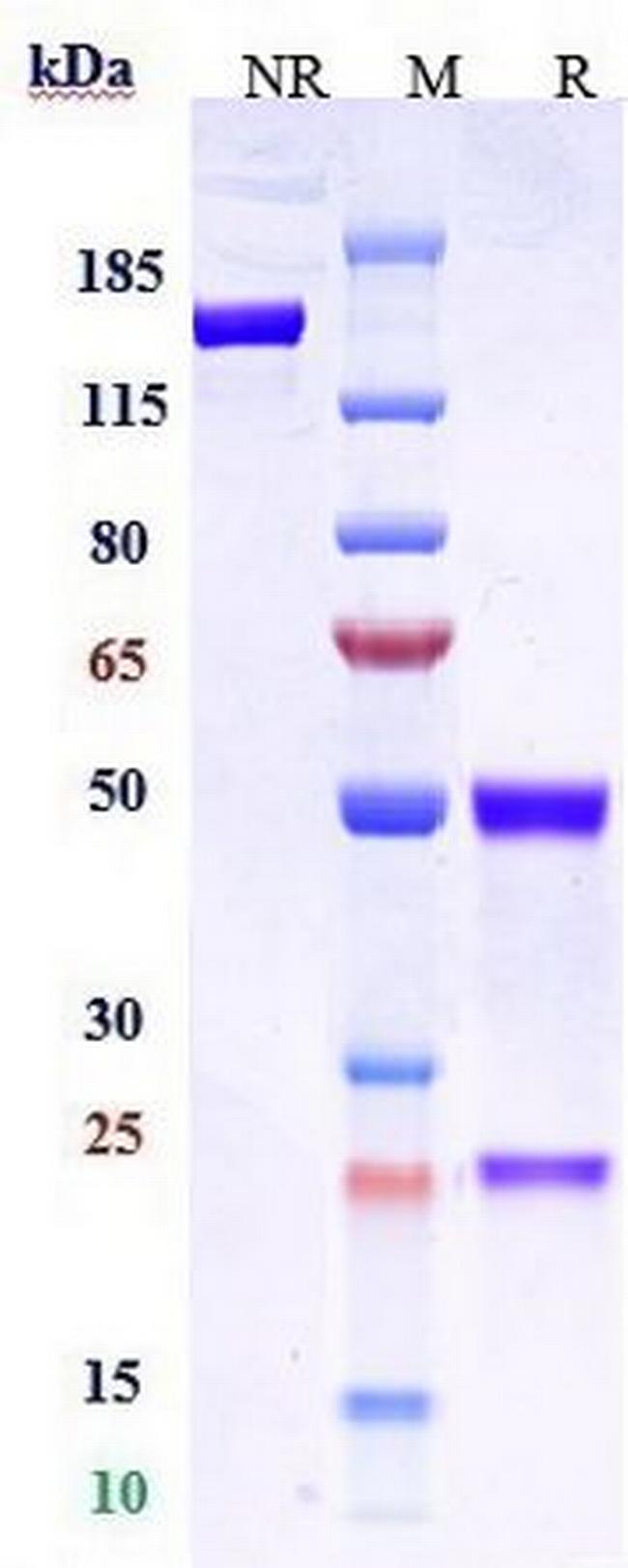 Claudin 6 Biosimilar Antibody in SDS-PAGE (SDS-PAGE)