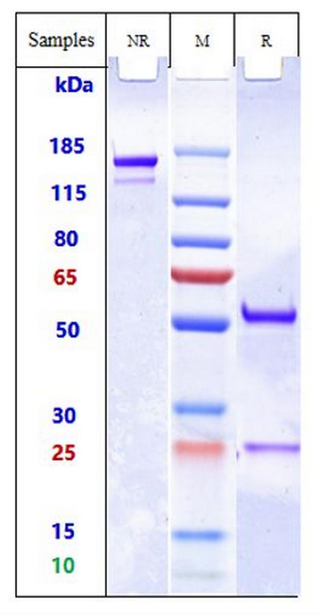MRC2 (Biosimilar) Antibody in SDS-PAGE (SDS-PAGE)