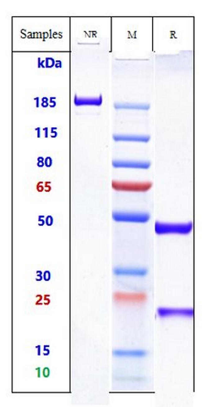 CD64 (Biosimilar) Antibody in SDS-PAGE (SDS-PAGE)