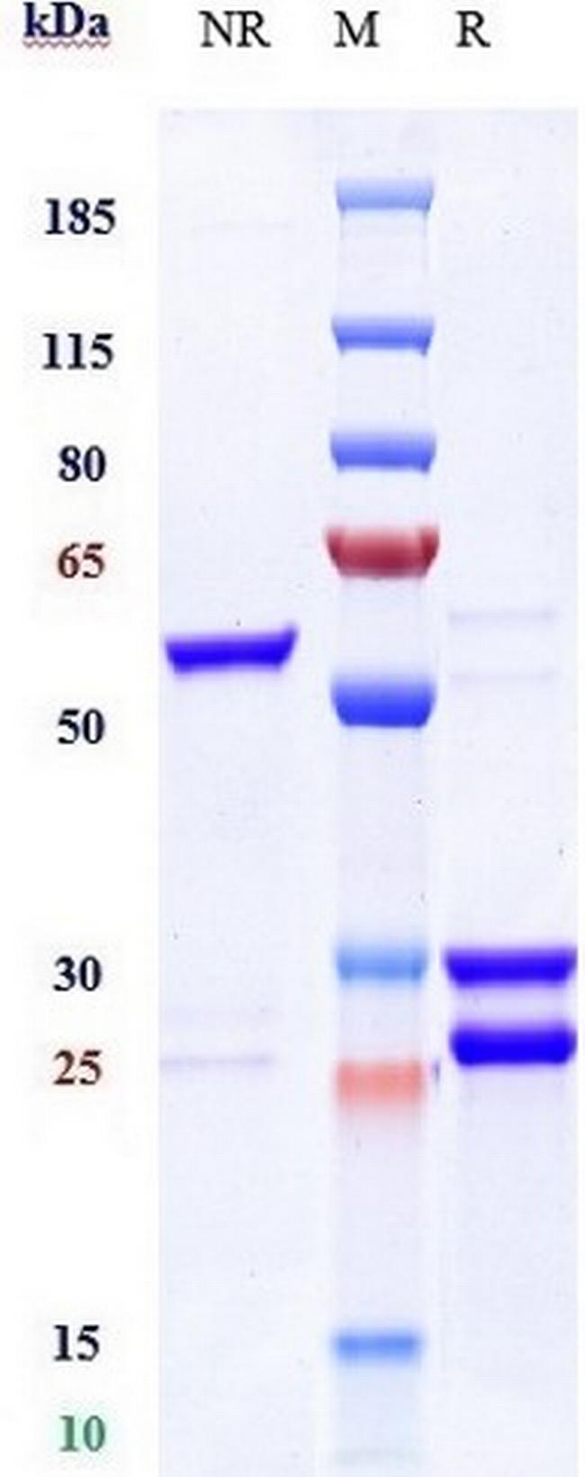 CD123/CD3 (Flotetuzumab Biosimilar) Antibody in SDS-PAGE (SDS-PAGE)