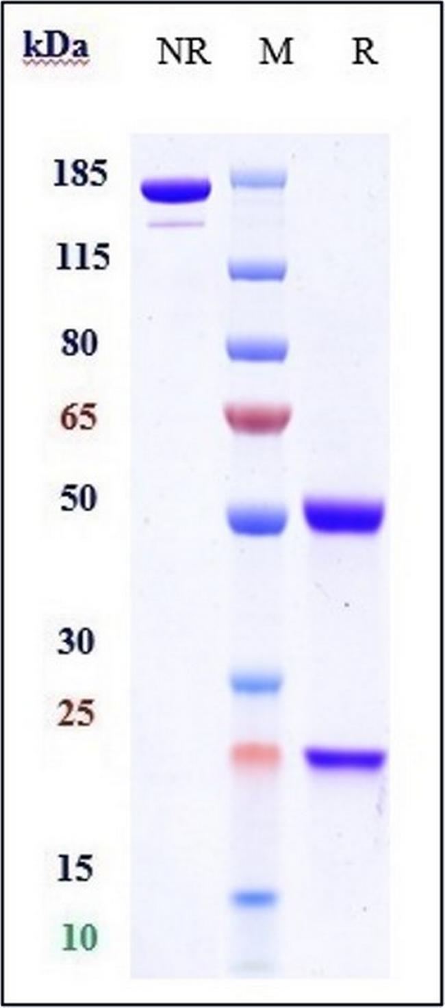Shiga toxin 1 (Pritoxaximab Biosimilar) Antibody in SDS-PAGE (SDS-PAGE)