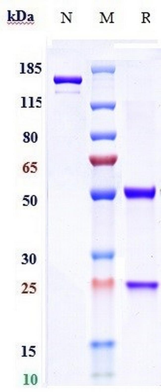 RSV Fusion Protein (Motavizumab Biosimilar) Antibody in SDS-PAGE (SDS-PAGE)