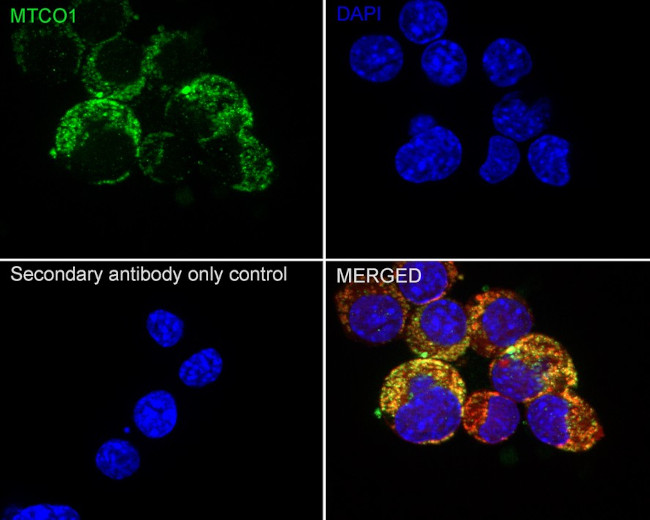 MTCO1 Antibody in Immunocytochemistry (ICC/IF)