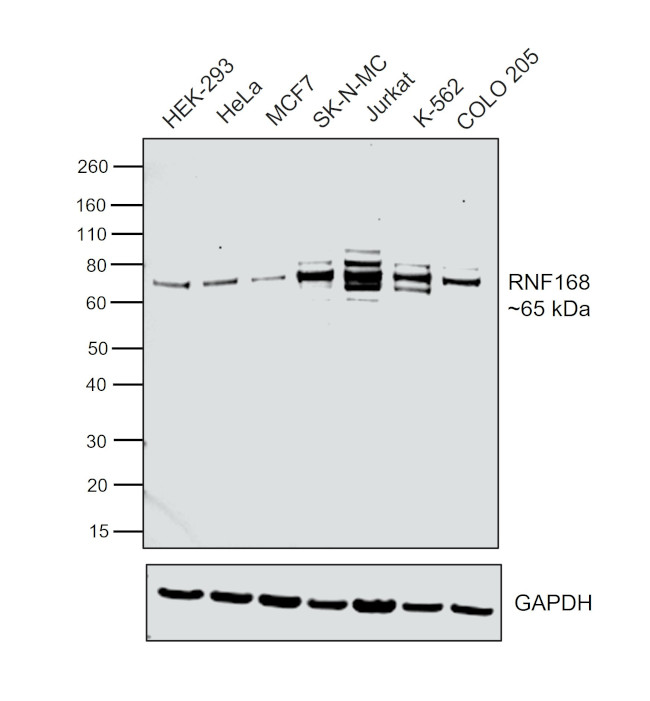 RNF168 Antibody in Western Blot (WB)