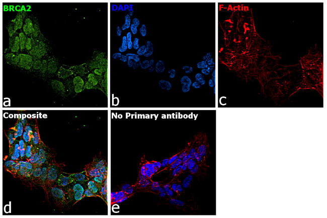 BRCA2 Antibody in Immunocytochemistry (ICC/IF)