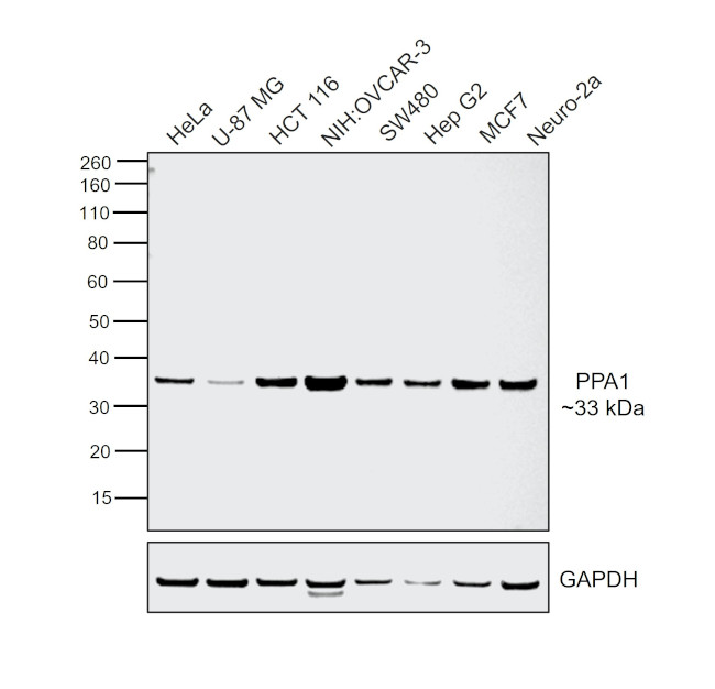 PPA1 Antibody in Western Blot (WB)