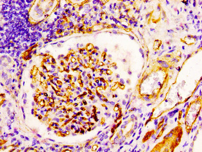 CD34 Antibody in Immunohistochemistry (Paraffin) (IHC (P))